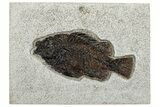 Detailed Fossil Fish (Cockerellites) - Wyoming #292533-1